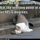 Cat becoming liquid